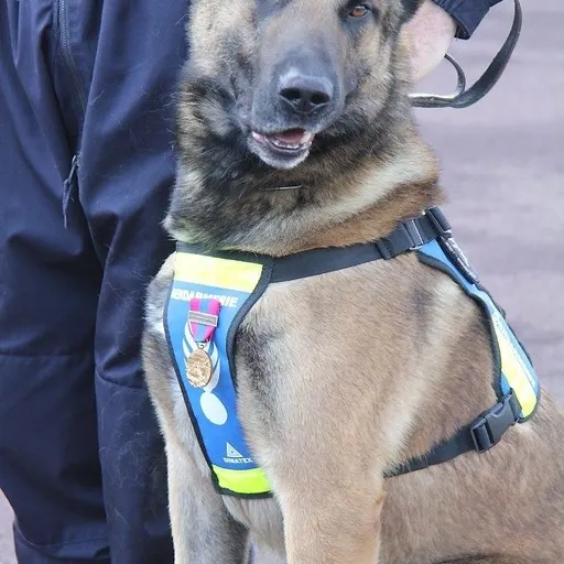 Diablo a été décoré par le général de corps d'armée Alain Giorgis, commandant la gendarmerie en région Bretagne. 