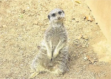 Les Animaux Du Natur Zoo De Mervent Niort Maville Com Les Animaux Du Natur Zoo De Mervent Niort Maville Com