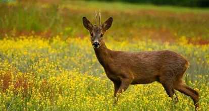 Sarthe Alerte Au Chevreuil Dans Les Vignes Le Mans Maville Com