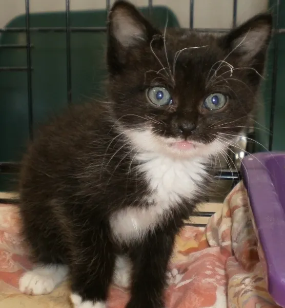 Chatons A Adopter Association Les Griffes De L Espoir Internaute Nantes Maville Com