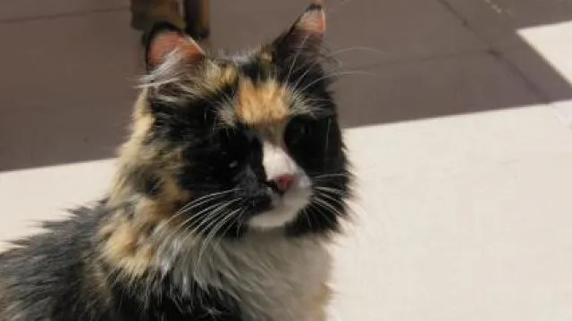 Faits Divers Elan De Solidarite Pour Kaline Chat Aveugle Vole Nantes Maville Com