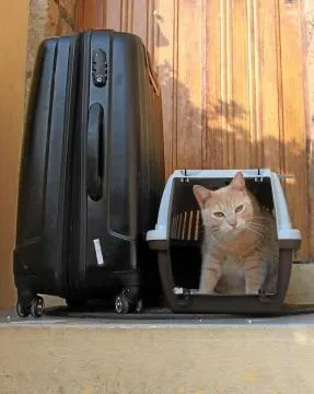 La Trousse A Pharmacie Du Chat En Voyage Montpellier Maville Com