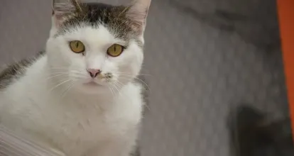 Pres De Brest Elle Avait Enferme 51 Chats Dans Son Garage Brest Maville Com