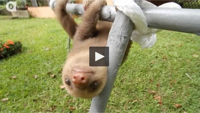 Difficile De Resister Face A Ce Bebe Paresseux Video Redon Maville Com