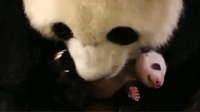 La Naissance D Un Panda En Video C Est Captivant Saint Malo Maville Com
