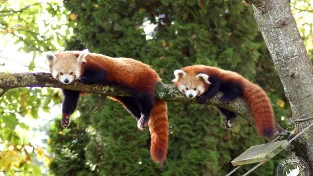 Pres De Lisieux Les Bebes Panda Roux Sont De Sortie Caen Maville Com