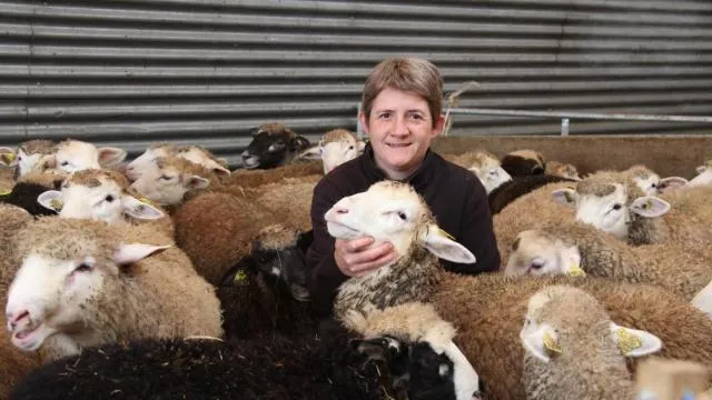 Lamballe Les Agneaux De Saint ron En Vente Directe Saint Brieuc Maville Com