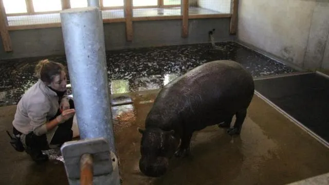 Au Parc De Branfere Le Bebe Hippo Pygmee C Est Pour Tres Bientot Vannes Maville Com