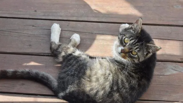 Pres De Rennes Elle Retrouve Son Chat Pendu A Sa Fenetre Rennes Maville Com