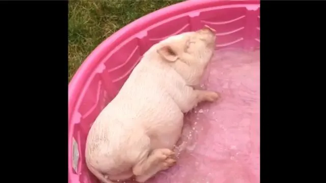 Video Ce Bebe Cochon S Eclate En Prenant Un Bain Cherbourg Maville Com