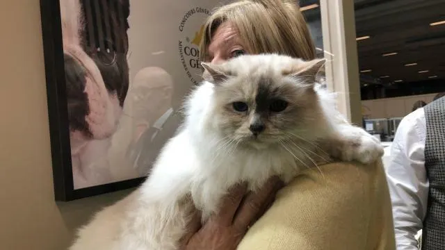 Video Les Chats Autres Stars Du Salon De L Agriculture A Paris La Roche Sur Yon Maville Com