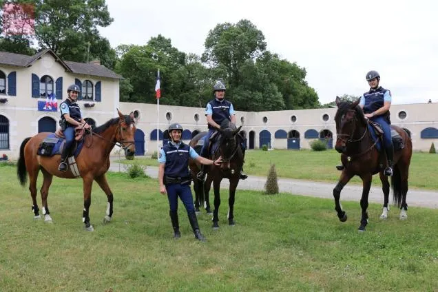 Le Lion D Angers Trois Nouveaux Selle Francais Au Poste A Cheval De La Gendarmerie Angers Maville Com