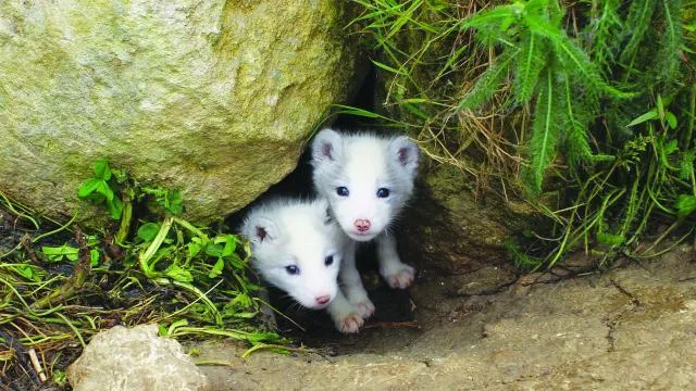 Pres De Lisieux Des Renards Polaires Sont Nes Au Zoo Du Cerza Caen Maville Com