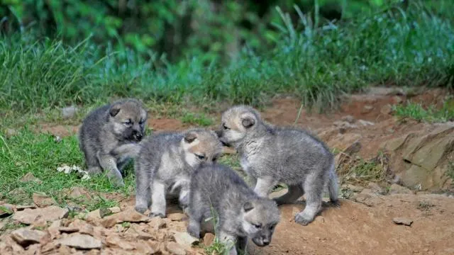 Loire Atlantique Des Loups Des Elans Et Un Petit Bison Sont Nes Au Zoo Planete Sauvage La Roche Sur Yon Maville Com