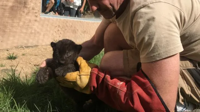 Carnet Rose A La Boissiere Du Dore La Naissance D Un Bebe Panthere Au Zoo Nantes Maville Com