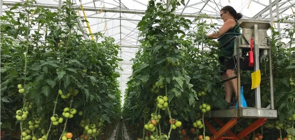 Loire Atlantique Coronavirus Recrutement Massif Dans Le Maraichage Autour De Nantes La Roche Sur Yon Maville Com