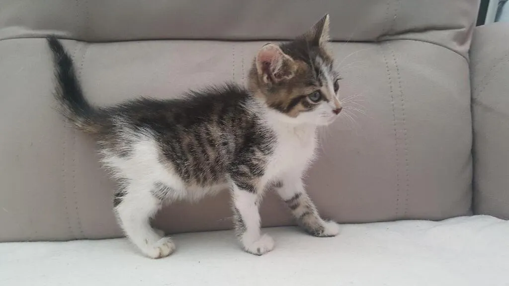 Les Herbiers Une Aide A La Sterilisation Des Chats Cholet Maville Com