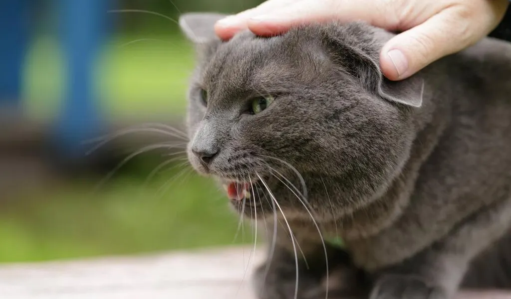 Hennebont Le Chat Agressif Capture Par Les Pompiers Saint Brieuc Maville Com Hennebont Le Chat Agressif Capture Par Les Pompiers Saint Brieuc Maville Com