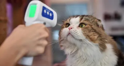 Covid 19 Il Est Possible De Transmettre Le Virus A Son Chat Selon Une Etude Britannique La Roche Sur Yon Maville Com