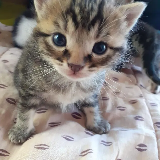 Chateau Gontier Une Liste D Attente Pour Reserver Un Chaton Laval Maville Com