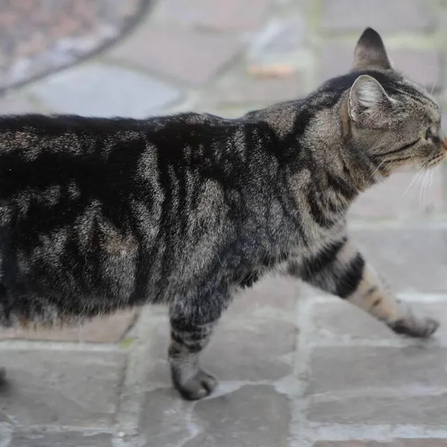 Maine Et Loire Un Chat Blesse Par Un Coup De Carabine Angers Maville Com