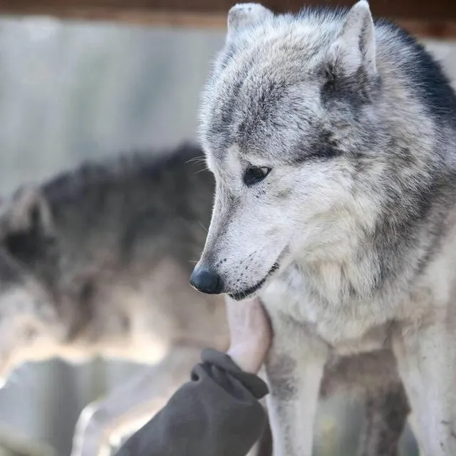 Un Loup Repere En Loire Atlantique Une Premiere Depuis Pres D Un Siecle La Roche Sur Yon Maville Com Un Loup Repere En Loire Atlantique Une Premiere Depuis Pres D Un Siecle La Roche Sur Yon Maville Com