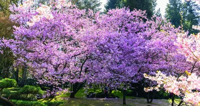 photo  au japon, le printemps coïncidait avec la plantation du riz. les fermiers déposaient alors des offrandes aux dieux pour protéger les récoltes, et croyaient que les divinités se cachaient dans les fleurs de cerisiers. de là vient la tradition de pique-niquer sous les cerisiers. 
